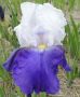 Iris (Bearded Iris) Germanica ‘Arpege‘ I (25 p.Bag) Iris (Bearded Iris) Germanica ‘Arpege‘ I (25 p.Bag)