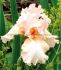 Iris Bearded Iris Germanica Beverly Sills I 150 p.Carton