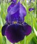 Iris (Bearded Iris) Germanica ‘Bishop‘s Robe‘ I (25 p.Bag) Iris (Bearded Iris) Germanica ‘Bishop‘s Robe‘ I (25 p.Bag)