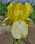 Iris (Bearded Iris) Germanica ‘Blessed Again‘ I (150 p.Carton)