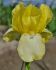 Iris Bearded Iris Germanica Blessed Again I 150 p.Carton