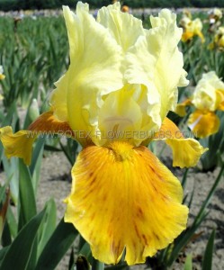 Iris (Bearded Iris) Germanica ‘Honey Glazed‘ I (150 p.Carton)