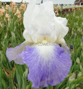Iris (Bearded Iris) Germanica ‘Mission Ridge‘ I (150 p.Carton)