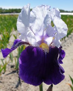 Iris (Bearded Iris) Germanica ‘Night Edition‘ I (150 p.Carton)