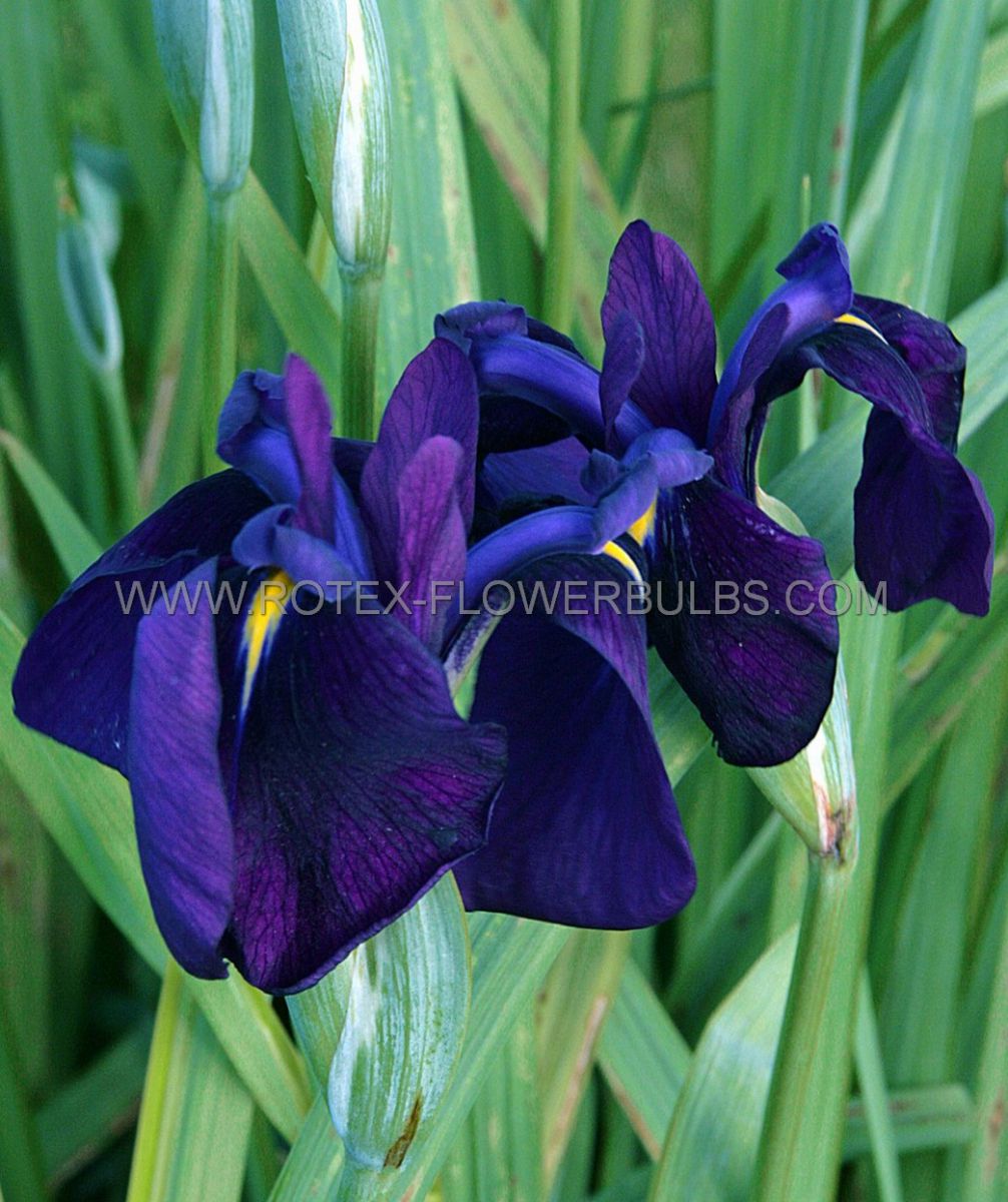 iris ensata variegata i 25 pbag
