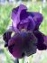 iris germanica bearded iris black swan i 25 pbag