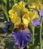 iris germanica bearded iris edith wolford i 25 pbag