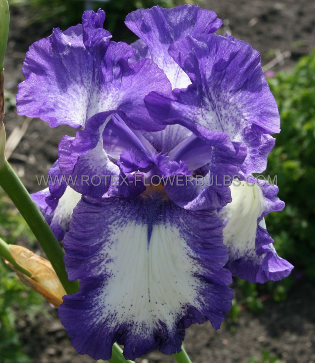 iris germanica bearded iris going my way i 25 pbag