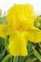 iris germanica bearded iris goldfackel i 25 pbag