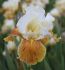 iris germanica bearded iris honey glazed i 25 pbag