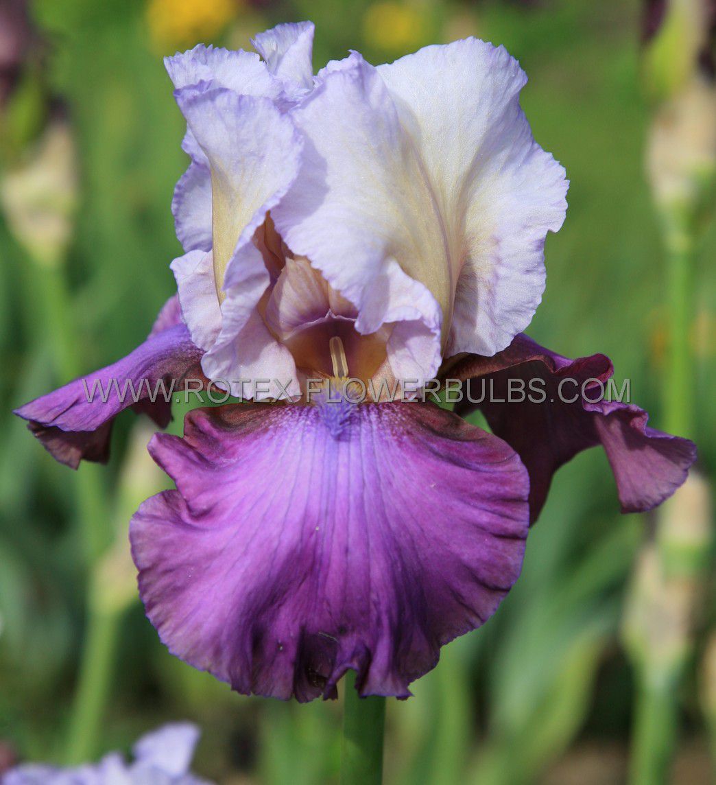 Best Bet Reblooming German Iris Flowers