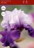 iris germanica bearded iris reblooming best bet i 15 popen top box