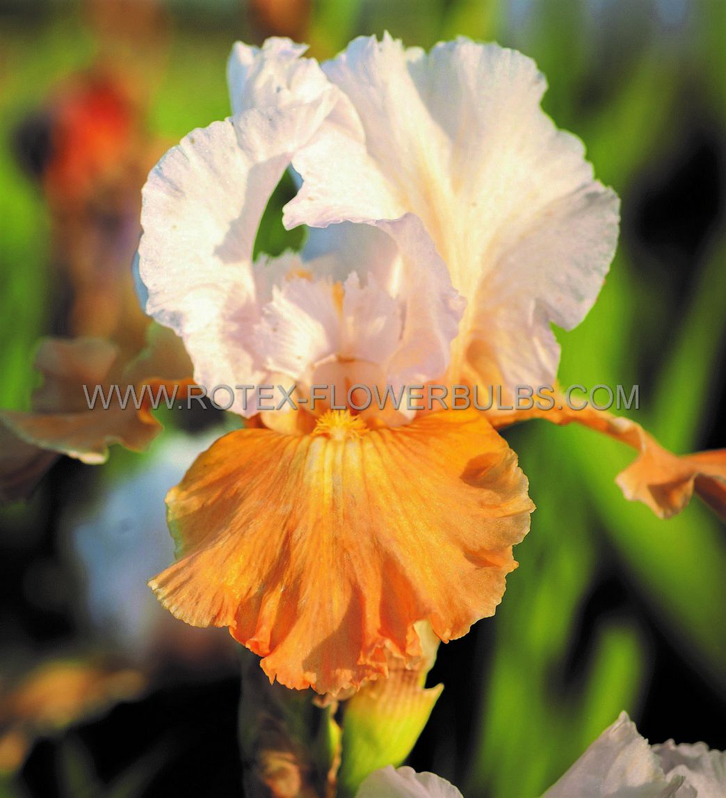 iris germanica bearded iris reblooming champagne elegance i 15 popen top box