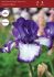 iris germanica bearded iris reblooming cozy calico i 15 popen top box