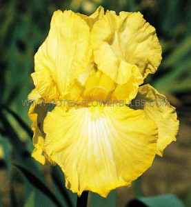 Iris Germanica (Bearded Iris Tall) Reblooming ‘Eggnog‘ I (15 Loose p.Open Top Box)