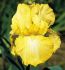 Iris Germanica Bearded Iris Tall Reblooming Eggnog I 15 Loose p.Open Top Box