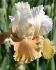iris germanica bearded iris reblooming english charm i 10 pkgsx 1