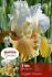 Iris Germanica Bearded Iris Reblooming English Charm I 10 Quality Pkgs.x 1