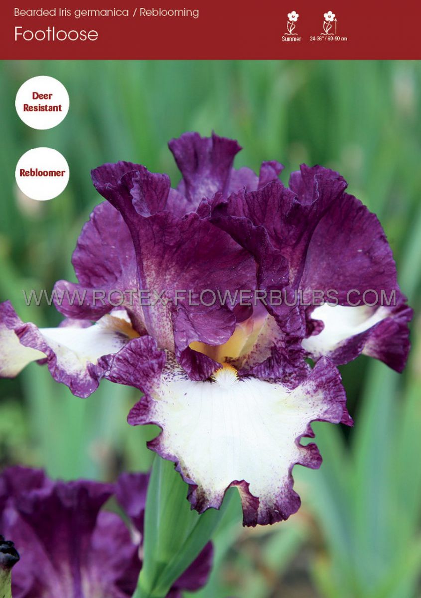 iris germanica bearded iris reblooming footloose i 15 popen top box