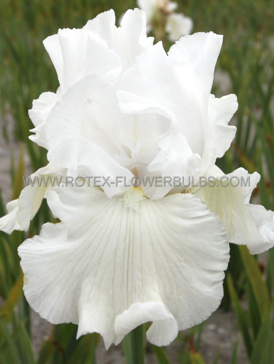 iris germanica bearded iris reblooming immortality i 15 popen top box