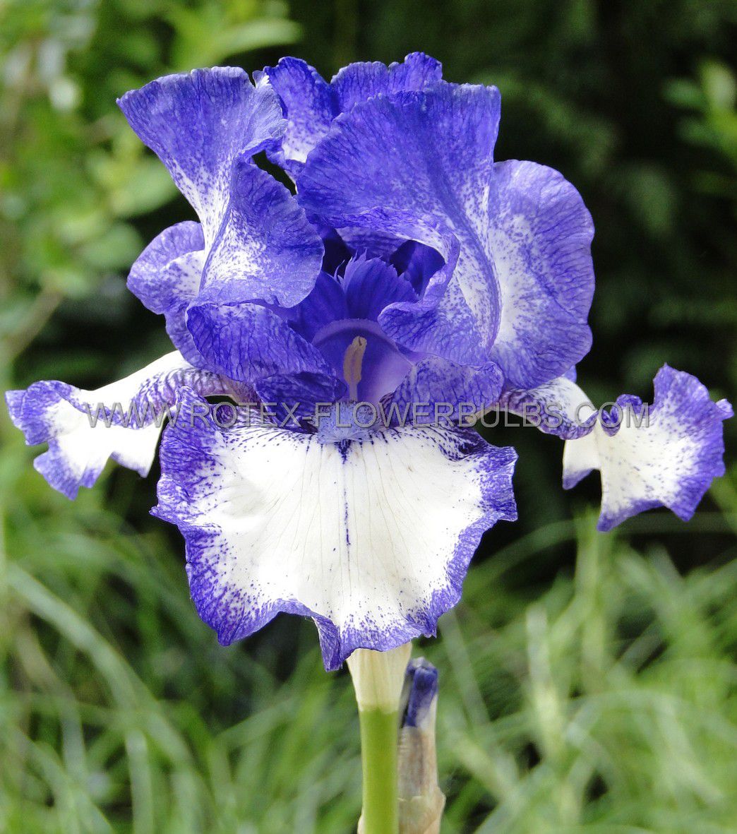 iris germanica bearded iris reblooming jesses song i 10 pkgsx 1