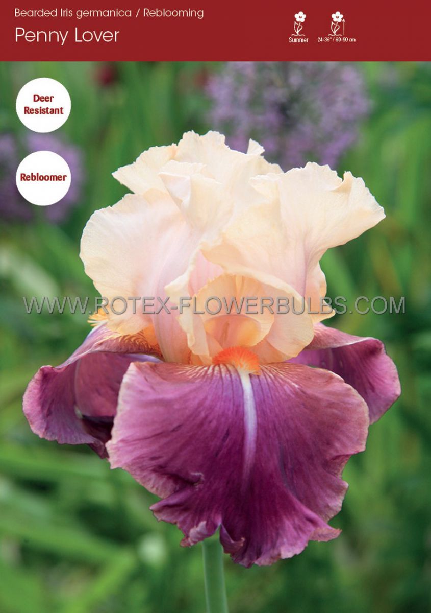 iris germanica bearded iris reblooming penny lover i 15 popen top box