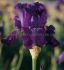 Iris Germanica Bearded Iris Reblooming Rosalie Figge I 10 Quality Pkgs.x 1
