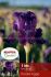 Iris Germanica Bearded Iris Reblooming Rosalie Figge I 10 Quality Pkgs.x 1