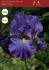 iris germanica bearded iris reblooming sign of leo i 15 popen top box