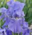 iris germanica bearded iris reblooming sugar blues i 10 pkgsx 1