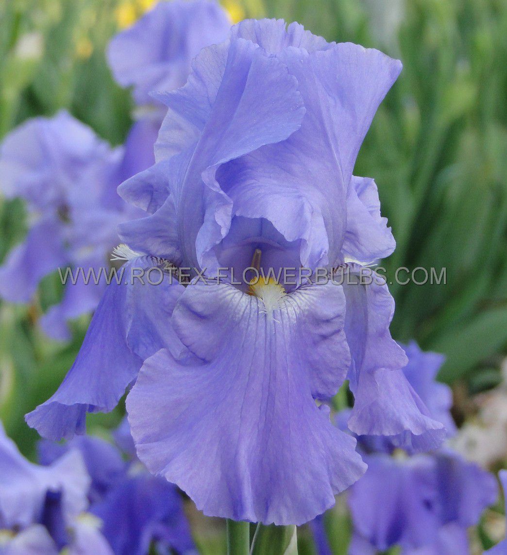 iris germanica bearded iris reblooming sugar blues i 15 popen top box