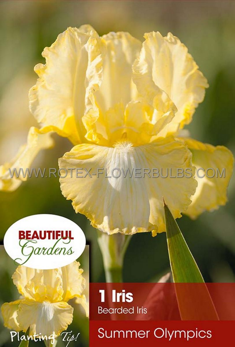 iris germanica bearded iris reblooming summer olympics i 10 pkgsx 1