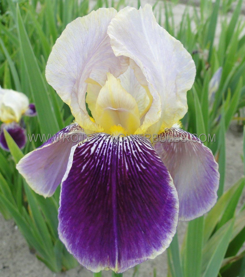 iris germanica bearded iris salonique i 25 pbag