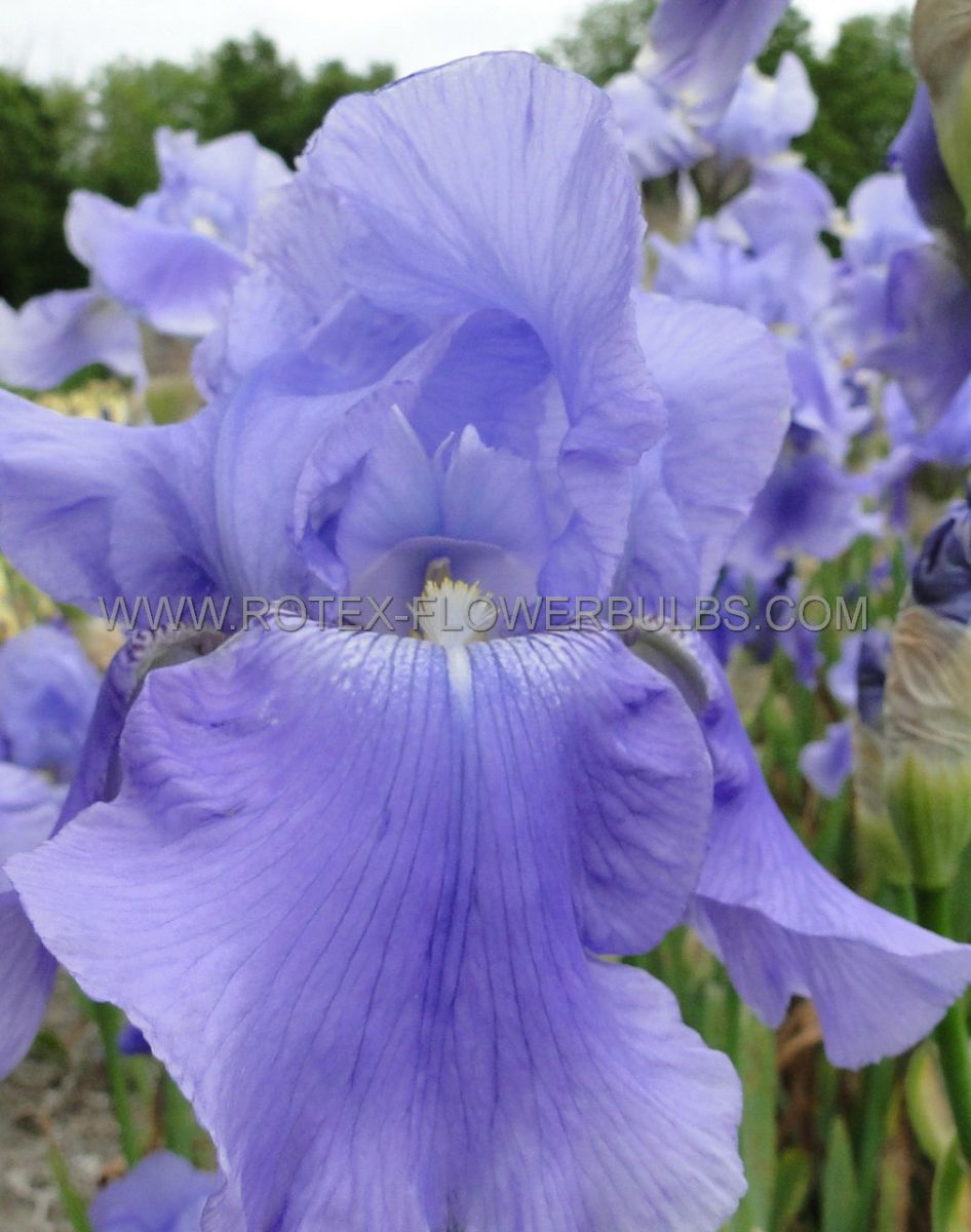 iris germanica bearded iris springtime madonna i 25 pbag
