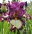 iris germanica bearded iris tall autumn encore i 15 popen top box