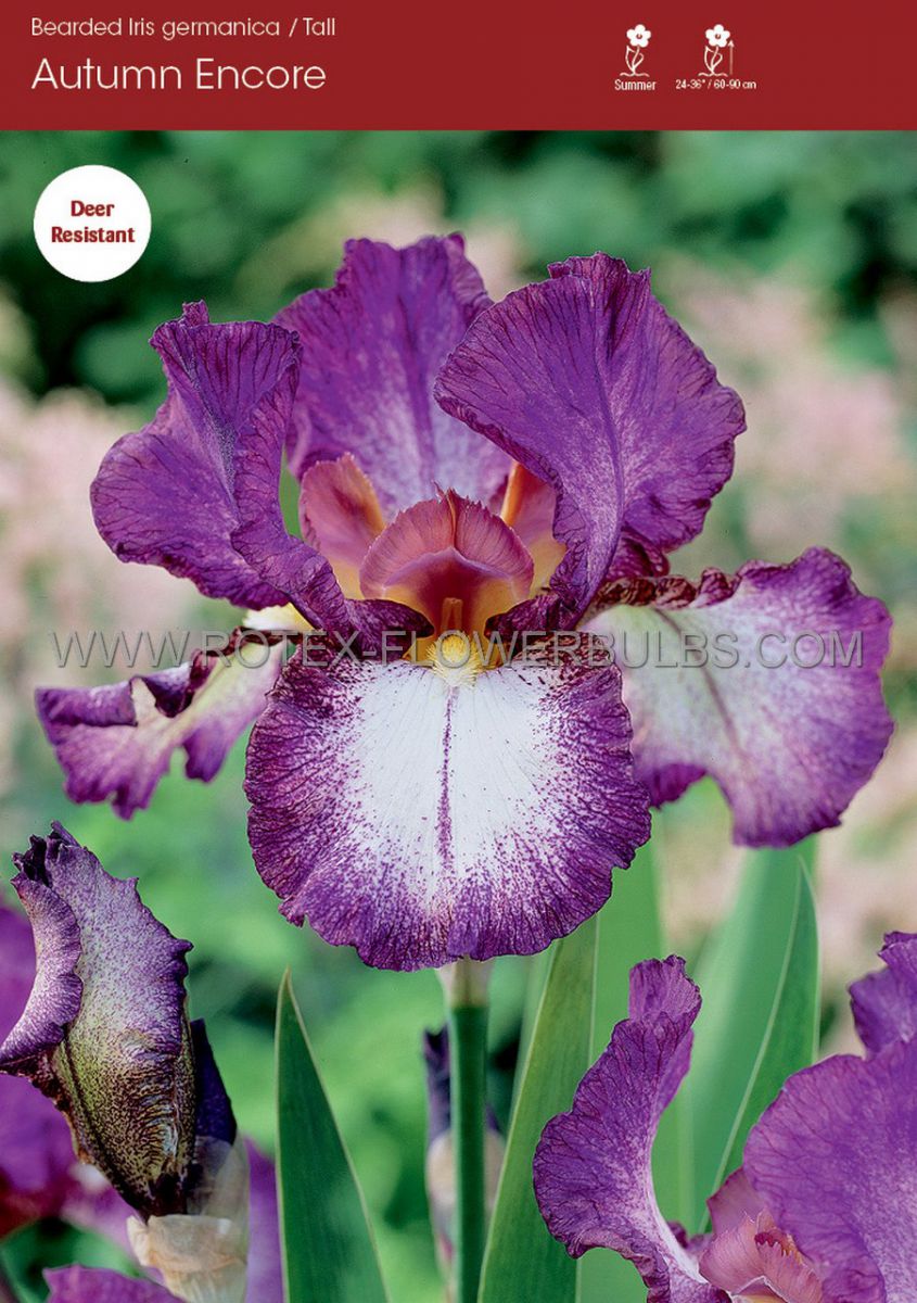 iris germanica bearded iris tall autumn encore i 15 popen top box