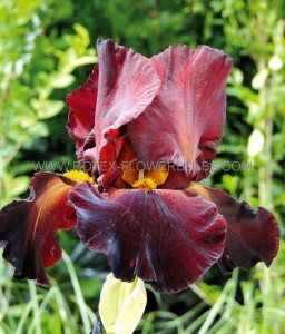 Iris Germanica (Bearded Iris Tall) Reblooming ‘Bernice‘s Legacy‘ I (15 Loose p.Open Top Box)
