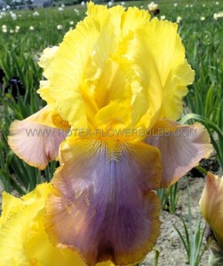 Iris Germanica (Bearded Iris Tall) Reblooming ‘Blatant‘ I (15 Loose p.Open Top Box)