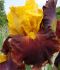 iris germanica bearded iris tall broadway star i 15 popen top box