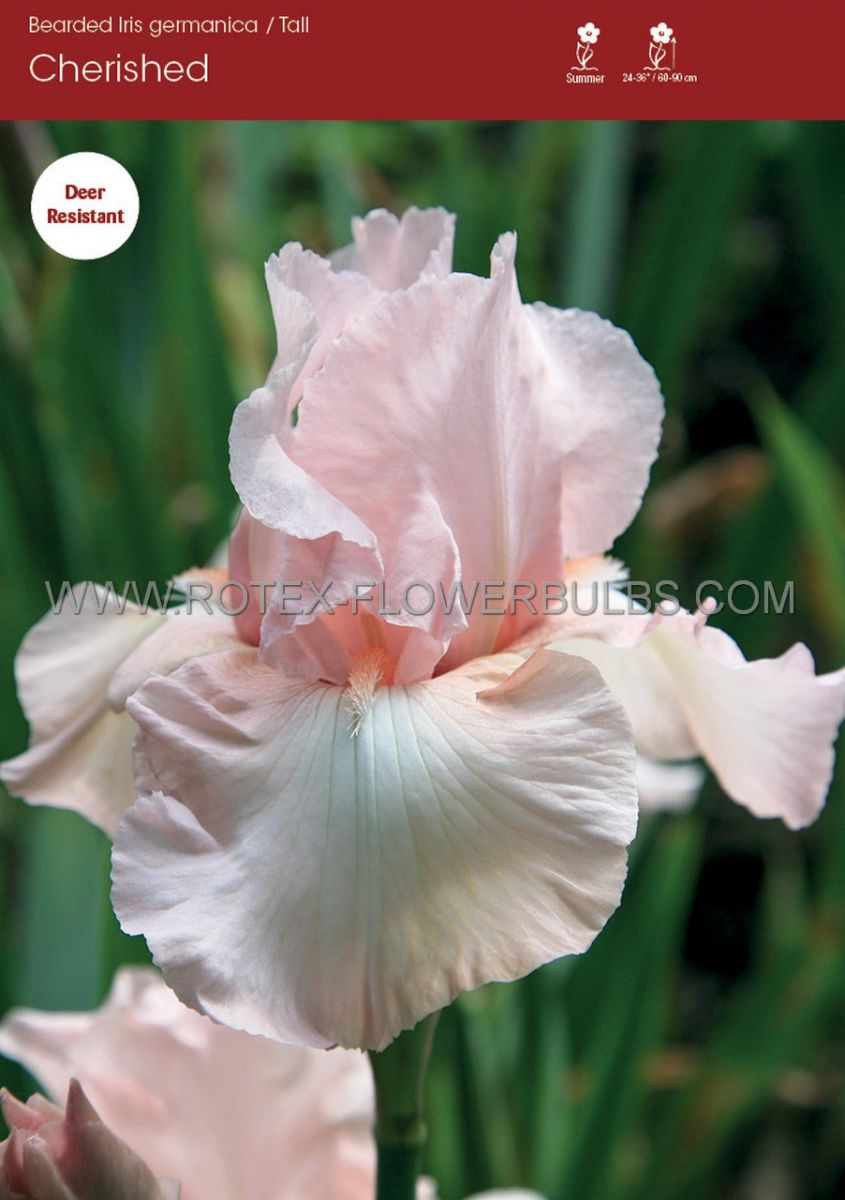 iris germanica bearded iris tall cherised i 15 popen top box