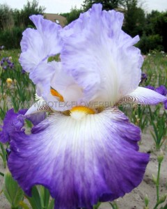 Iris Germanica (Bearded Iris Tall) Reblooming ‘City Lights‘ I (15 Loose p.Open Top Box)