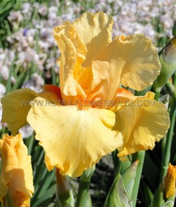 Iris Germanica (Bearded Iris Tall) ‘Cordoba‘ I (15 Loose p.Open Top Box)
