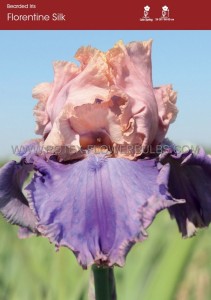 Iris Germanica (Bearded Iris Tall) ‘Florentine Silk‘ I (15 Loose p.Open Top Box)