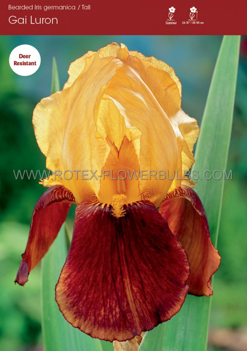 iris germanica bearded iris tall gai luron i 15 popen top box