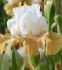 Iris Germanica Bearded Iris Tall Reblooming Invitation I 15 Loose p.Open Top Box