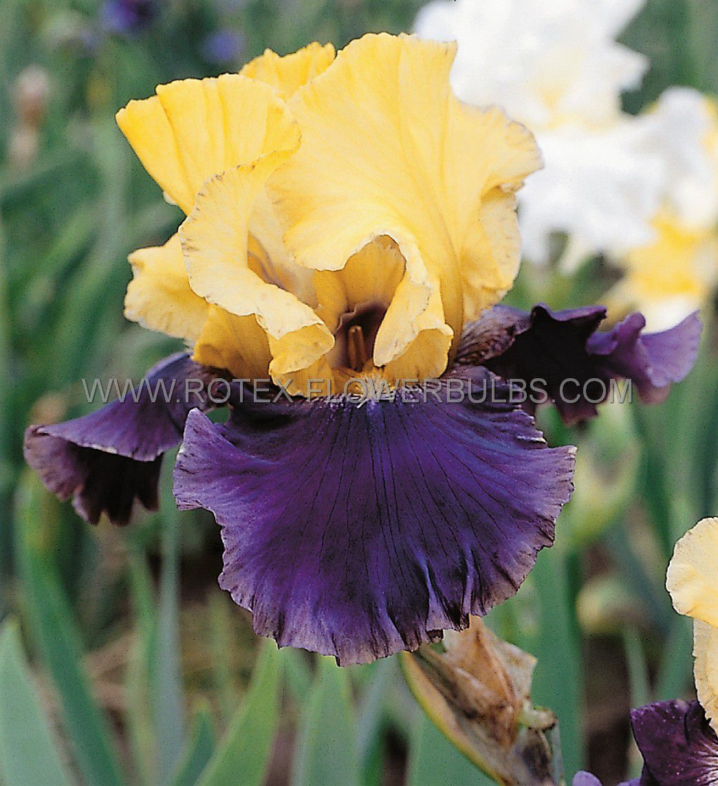 iris germanica bearded iris tall jurassic park i 10 pkgsx 1