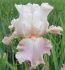 Iris Germanica Bearded Iris Tall Reblooming Lupitas Pride I 15 Loose p.Open Top Box