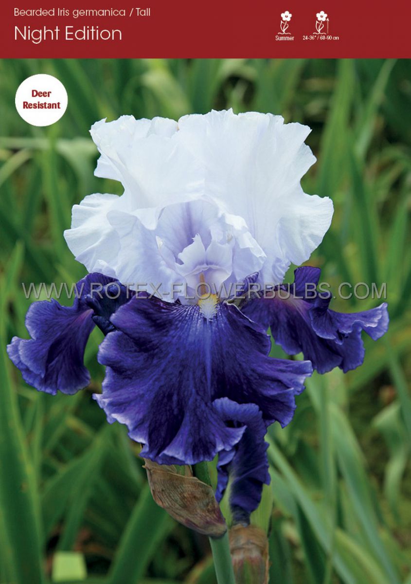 iris germanica bearded iris tall night edition i 15 popen top box