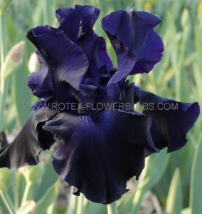 Iris Germanica (Bearded Iris Tall) Reblooming ‘Ozark Rebounder‘ I (15 Loose p.Open Top Box)