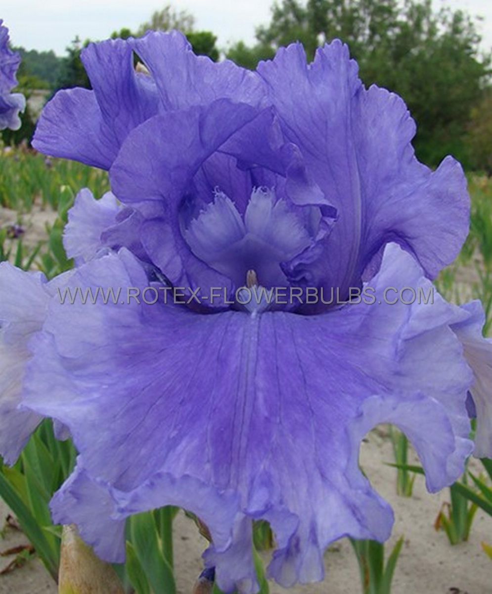 iris germanica bearded iris tall pacific panorama i 15 popen top box